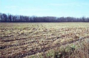 Agricultural fields adjacent to the Seneca Meadows project site before restoration