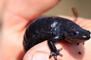 Blue-spotted hybrid salamander captured at the Seneca Meadows Wetland Preserve