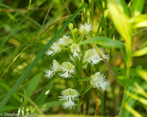 The Eastern Prairie-Fringed Orchid (Platanthera leucophaea) growing in a prairie restoration near Madison, WI